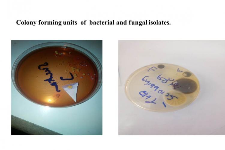 Bacterial and Fungal Isolates
