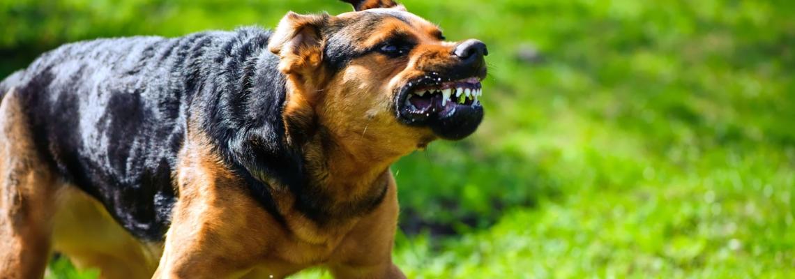 Rabies is caused by a virus mainly transmitted to humans through bites from infected dogs.